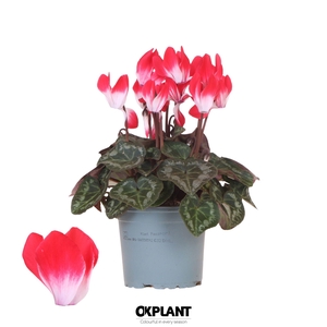 Cyclamen Indiaka red