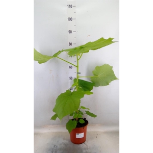 Sparrmannia africana