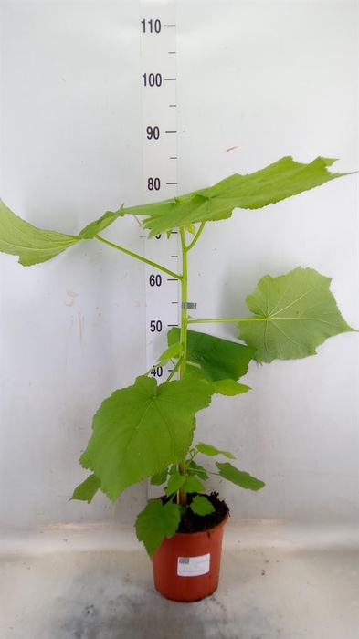 <h4>Sparrmannia africana</h4>