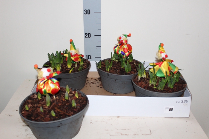 <h4>ARR BOL KNOLGEWAS</h4>