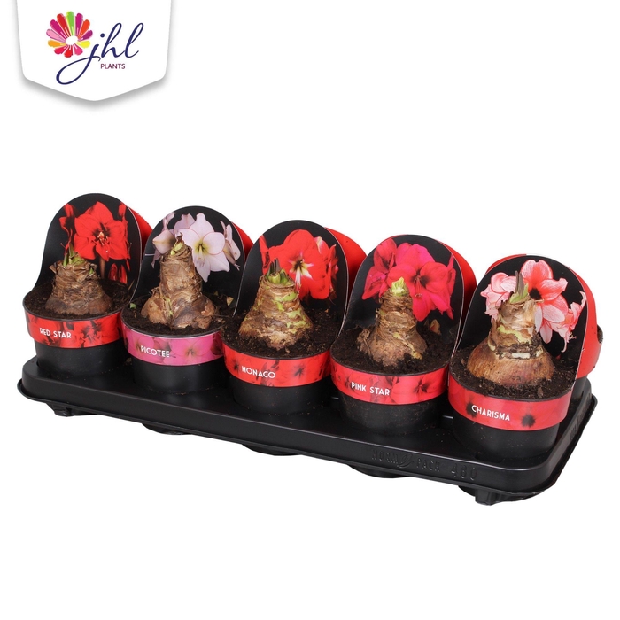 <h4>Amaryllis MIX</h4>