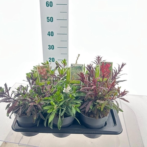 Gaura