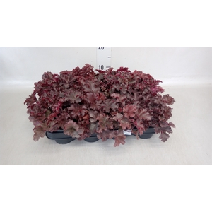 Heuchera   ...