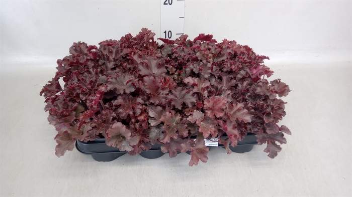 <h4>Heuchera   ...</h4>