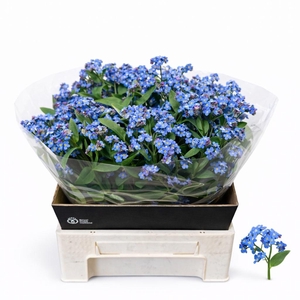 Myos Al Blue Memory