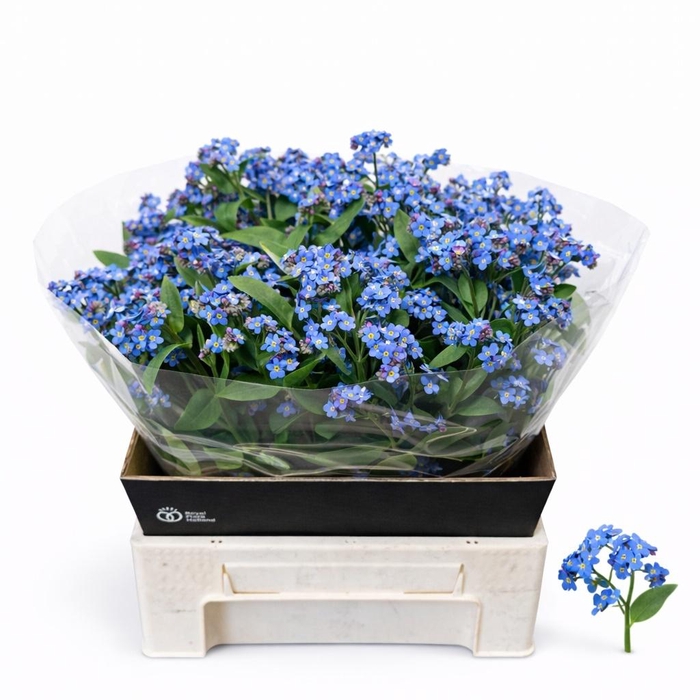 <h4>Myos Al Blue Memory</h4>