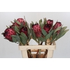 Protea Barbigera Ruby Princess