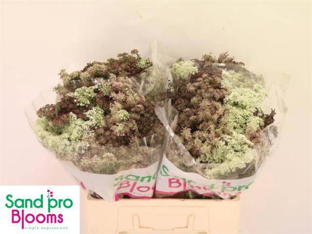 <h4>DAUCUS CAROTA DARA</h4>