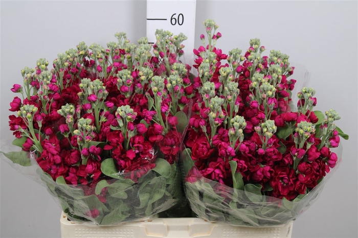 <h4>Matth Centum Red</h4>