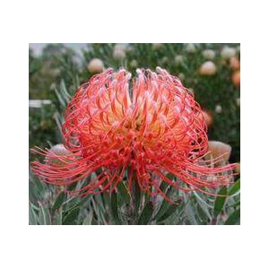 Leucospermum Blanche