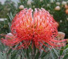 <h4>Leucospermum Blanche</h4>