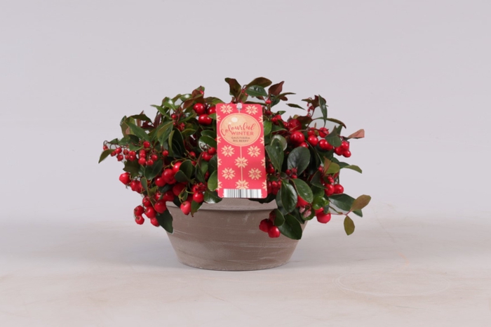 <h4>Gaultheria Big Berry Keramiek Terracotta</h4>