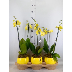 Phalaenopsis  'Ant Savona'