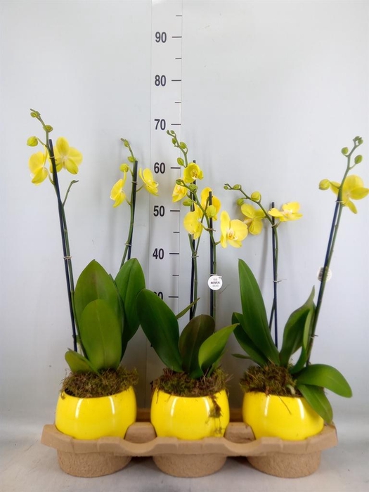 <h4>Phalaenopsis  'Ant Savona'</h4>