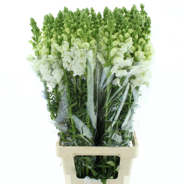 <h4>ANTIR OP WHITE</h4>