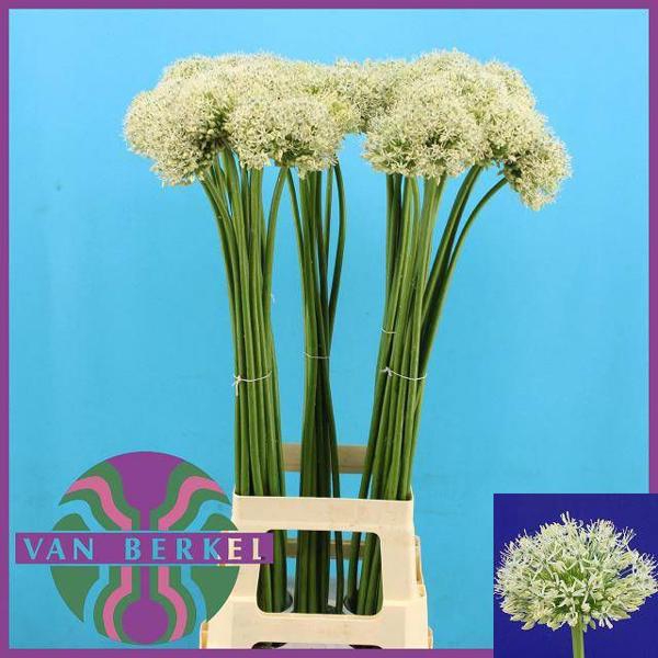 <h4>Allium White Giant JM Van Berkel</h4>