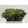 Hypericum Lucky Romance