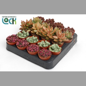 SEDUM OVERIG