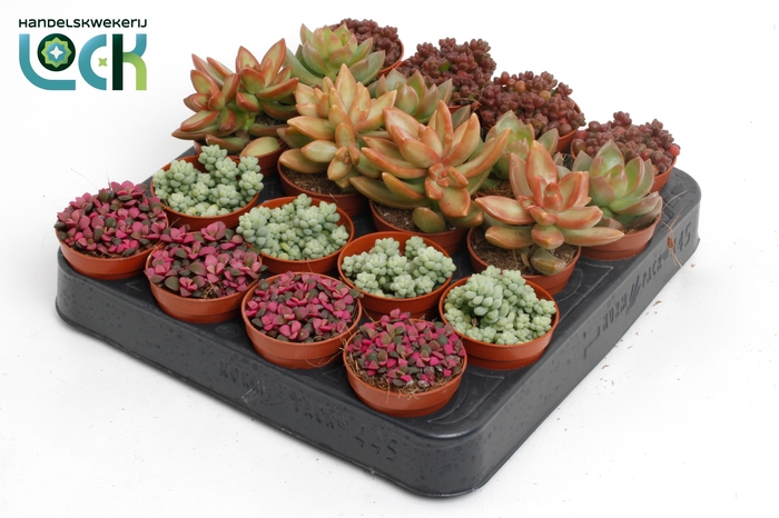 <h4>Sedum mix</h4>
