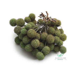 PLATAAN BALL PEARL CLAY