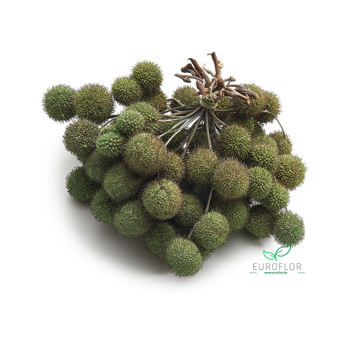 <h4>PLATAAN BALL PEARL CLAY</h4>