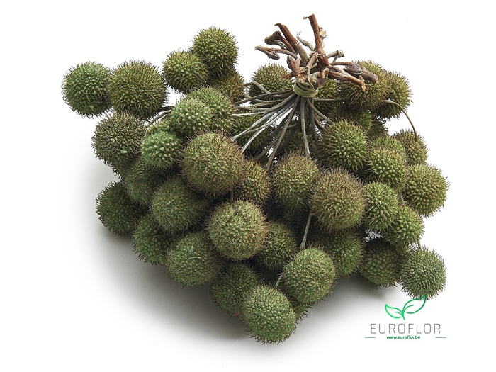 PLATAAN BALL PEARL CLAY