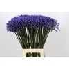 Agapanthus Dr Brouwer