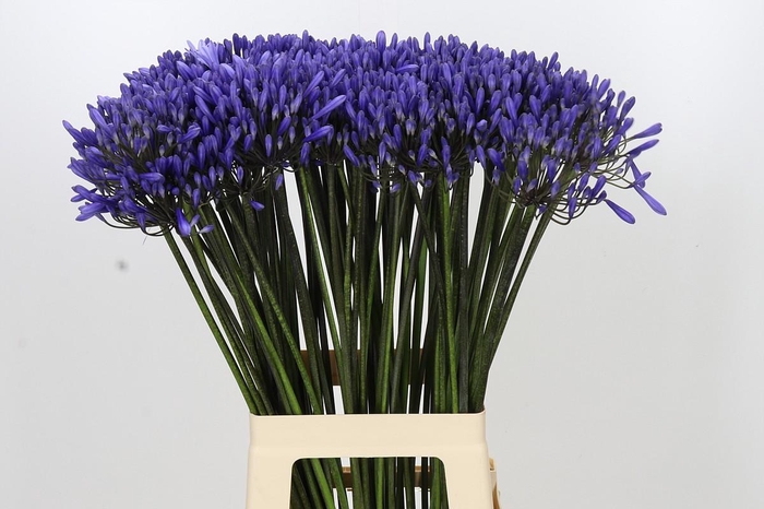<h4>Agapanthus Dr Brouwer</h4>