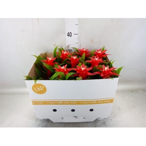 Guzmania  'Confetti'