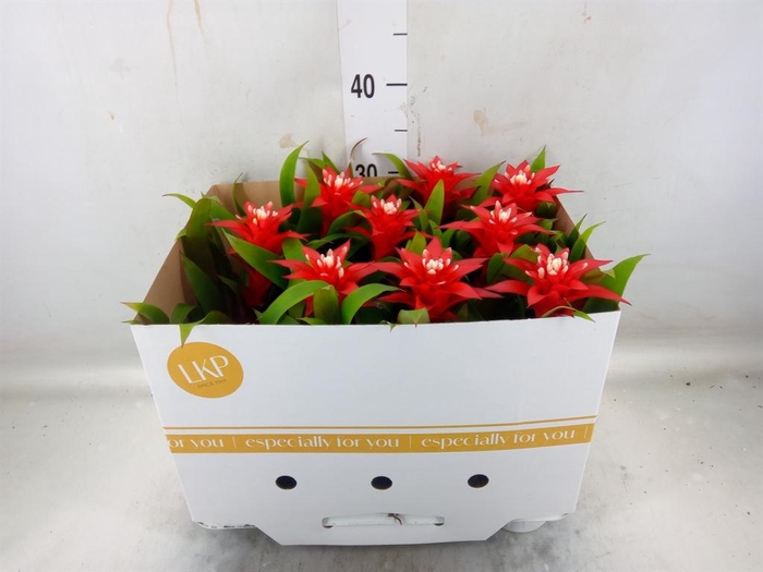 <h4>Guzmania  'Confetti'</h4>