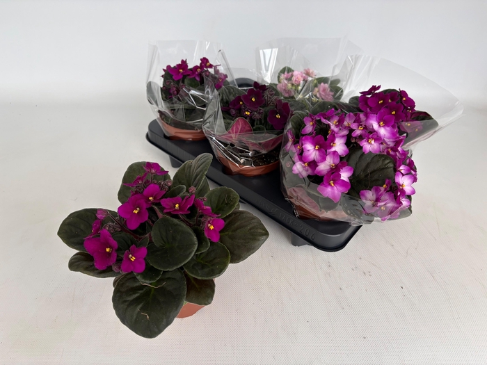 <h4>SAINTP GEM 6 KL</h4>