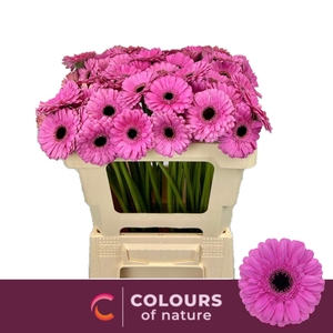 GERBERA MI 'DOLCETTO'