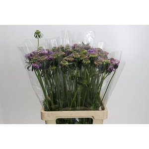 Scabiosa atropurpurea Pink Peppermint Bon Bon Scoo