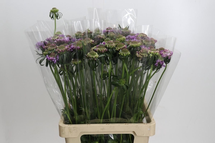 <h4>Scabiosa atropurpurea Pink Peppermint Bon Bon Scoo</h4>