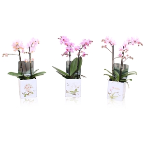 Phal. Multi 2-tak mix in BGC179 Blik Botanisch