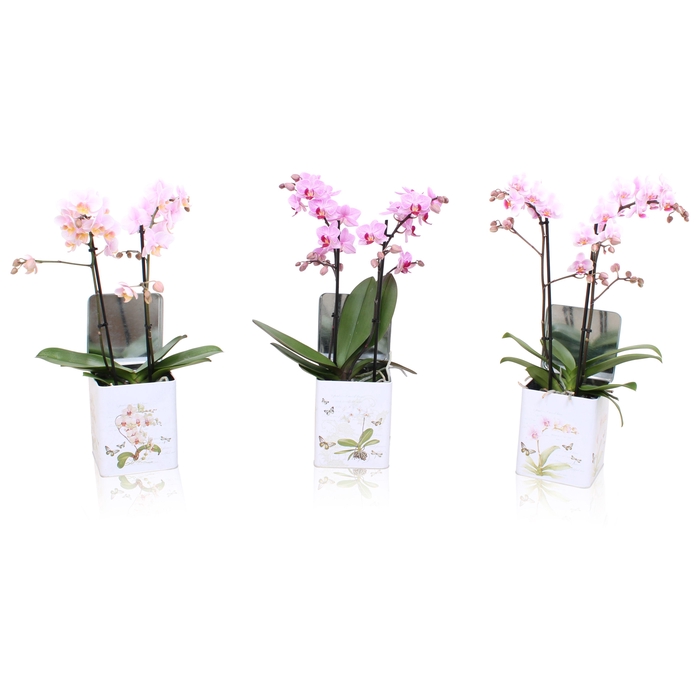 <h4>Phal. Multi 2-tak mix in BGC179 Blik Botanisch</h4>