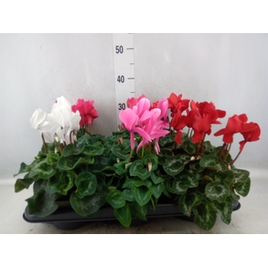 Cyclamen GR 'Leopardo'