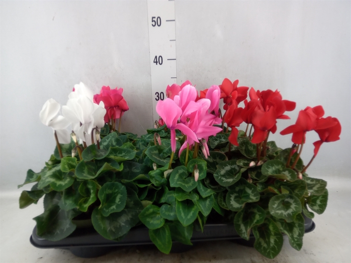 Cyclamen GR 'Leopardo'