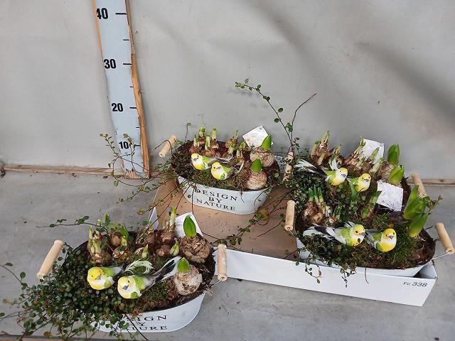 <h4>ARR BOL KNOLGEWAS</h4>