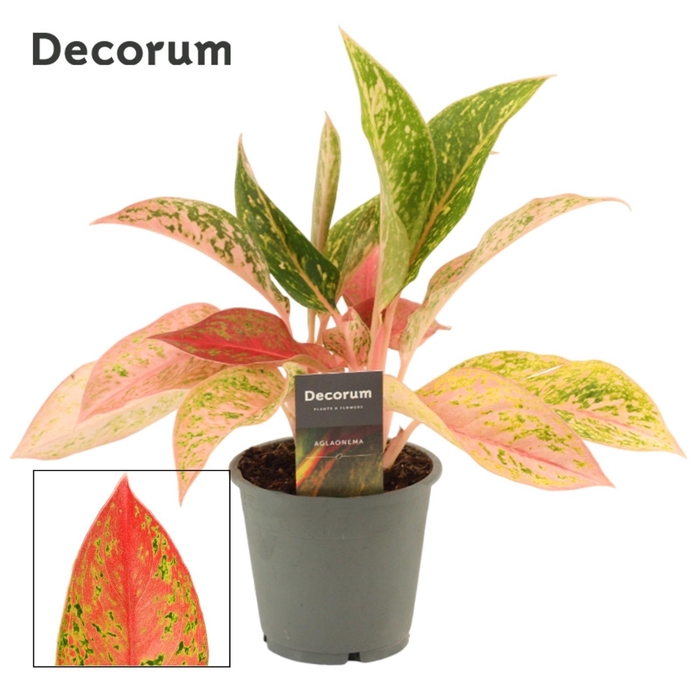 <h4>Aglaonema Prestige</h4>