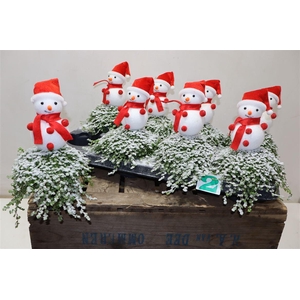 arr8 Solei Sol Groen + Snowman Deco