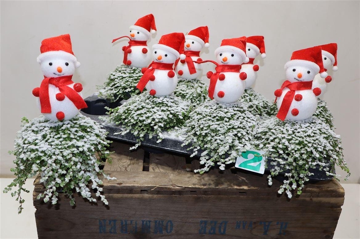 <h4>arr8 Solei Sol Groen + Snowman Deco</h4>