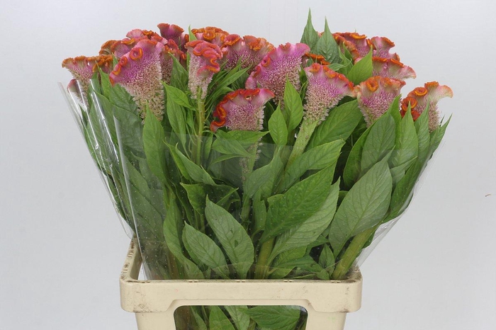 <h4>Celosia Cr Bombay Orange</h4>