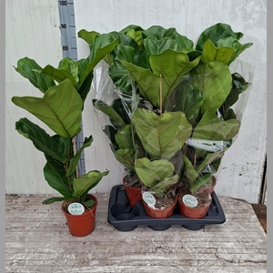 FICUS LYRATA
