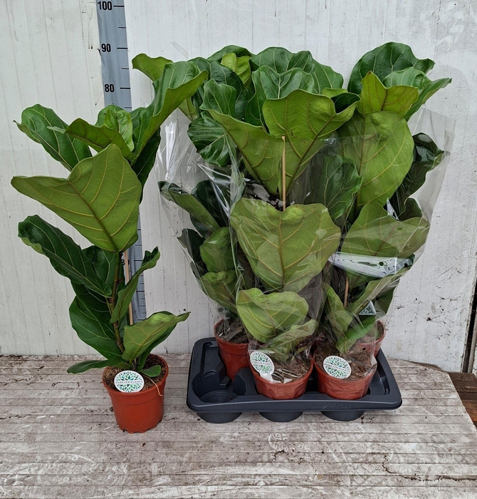 <h4>FICUS LYRATA</h4>