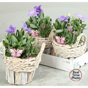ARR TUINPLANTEN