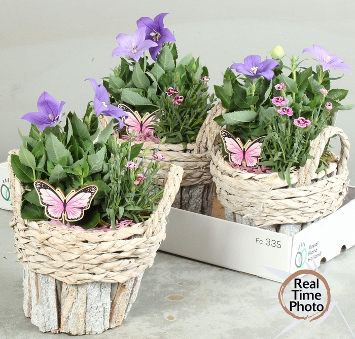 <h4>ARR TUINPLANTEN</h4>