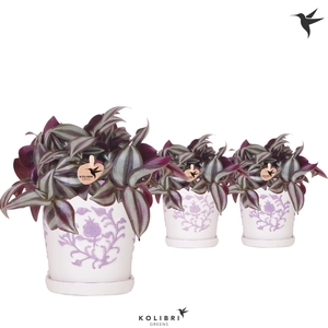 Kolibri Greens Tradescantia Zebrina in Malaga pot lila mix