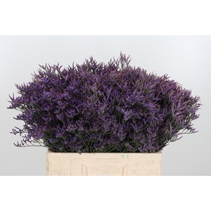 Lim Safora Dark Blue