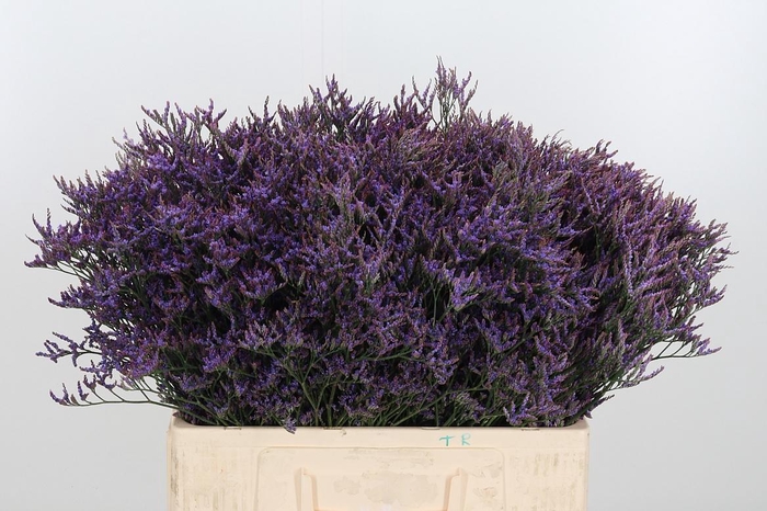 <h4>Lim Safora Dark Blue</h4>